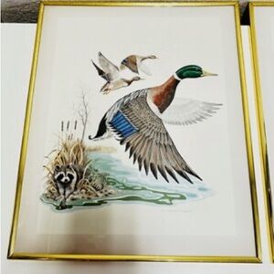 Mallard Duck Family Takes Flight Prints By Richard A. Montanbault
